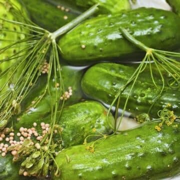 Homemade dill pickles