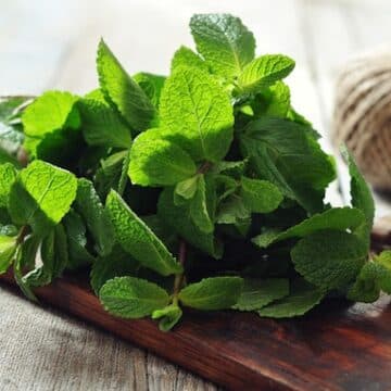 Fresh Mint Leaves