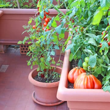 Tomatoes on a terrace garden